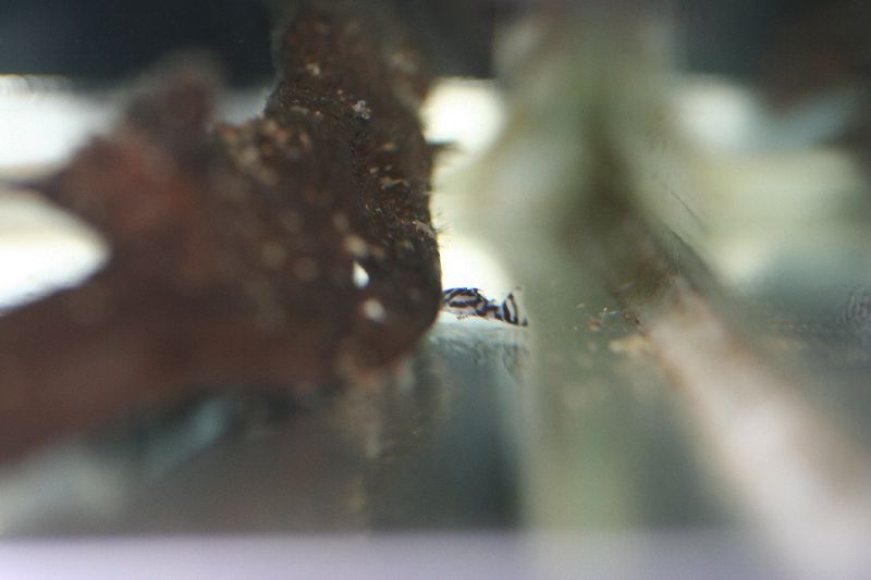 L046 zebra pleco fry