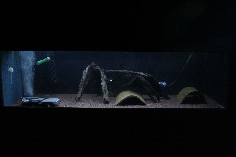 Pseudacanthicus Sp. L024 L025 Tank Setup