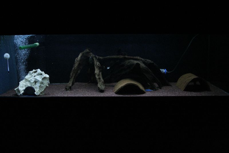 Pseudacanthicus - Full Tank Shot