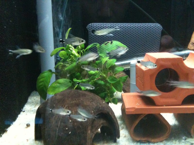 Corydoras hastatus tankmate