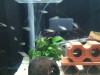 Corydoras hastatus tankmate