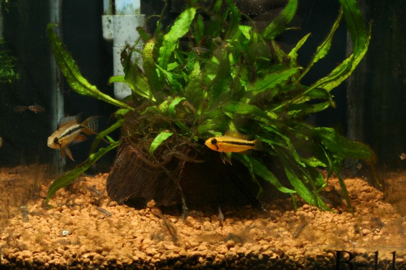 Apistogramma Bitaeniata Paracuuba Super Red Fin