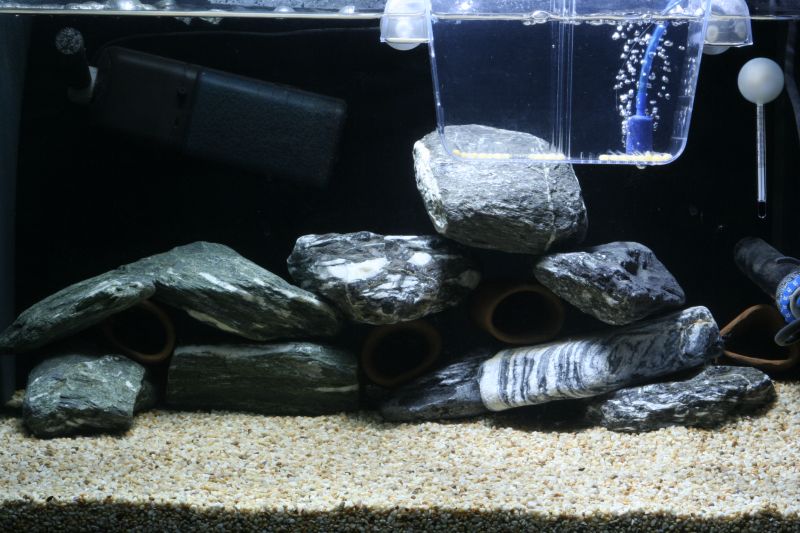 Tank Setups For Hypancistrus Spp.