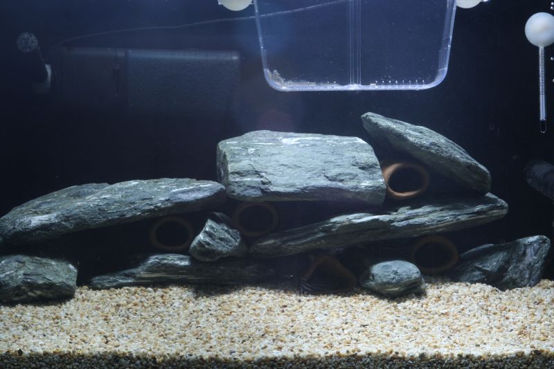 Tank Setups For Hypancistrus Spp.