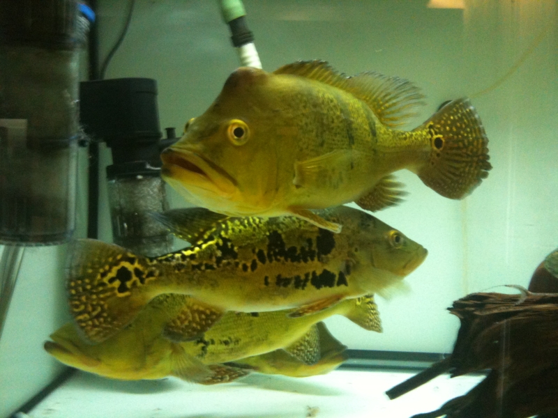 Cichla kelberi