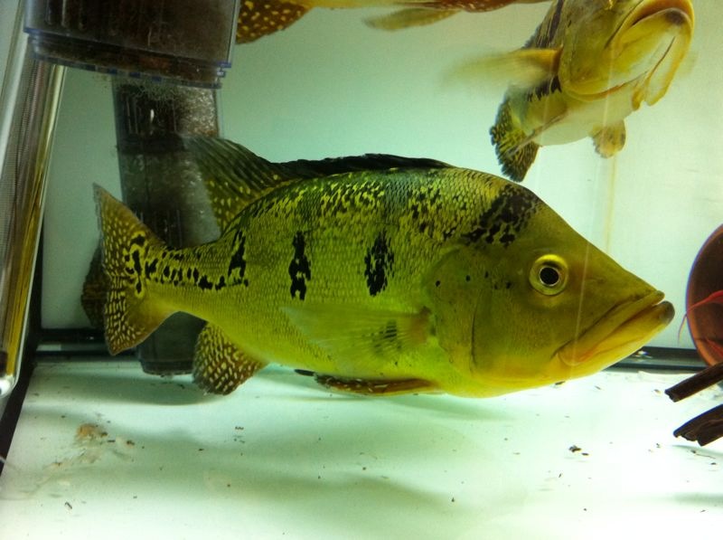 Cichla Kelberi