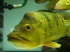 Cichla kelberi