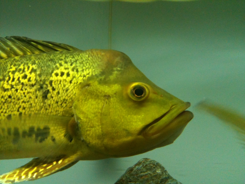 Cichla kelberi