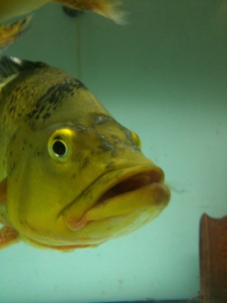 Cichla kelberi