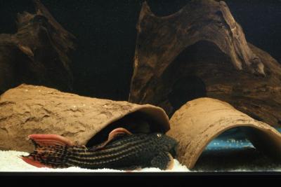 Pseudacanthicus sp L025 aka scarlet cactus pleco breeding project