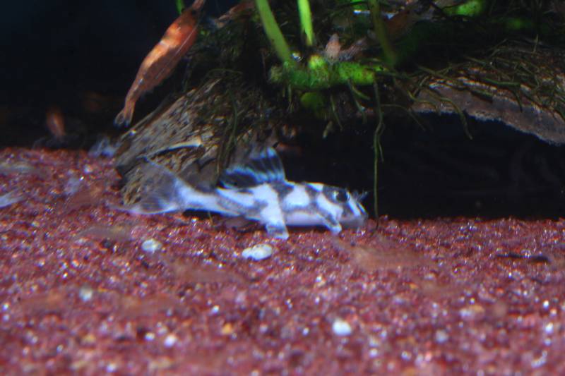 L046 Hypancistrus Zebra Ghost Fry