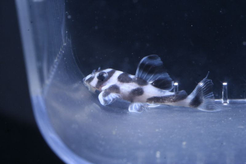 L046 Hypancistrus Zebra Ghost Fry