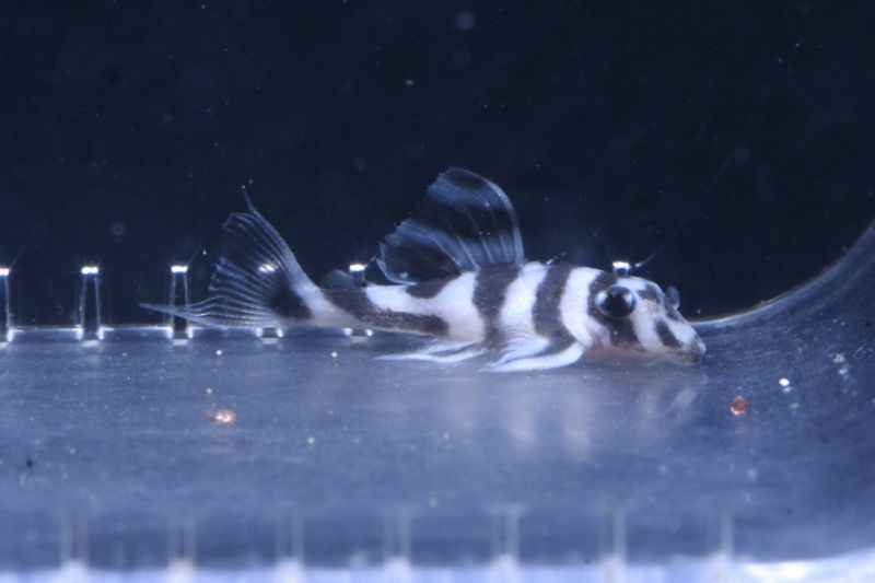 L046 Hypancistrus Zebra Ghost Fry