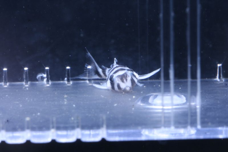 L046 Hypancistrus Zebra Ghost Fry