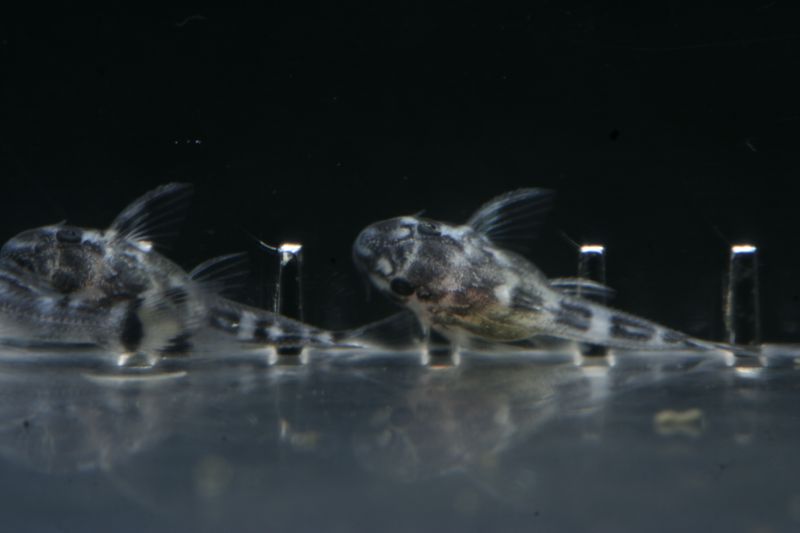 Hypancistrus Sp L173