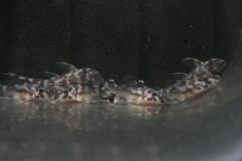 Hypancistrus Sp L173 Spawn Wrigglers