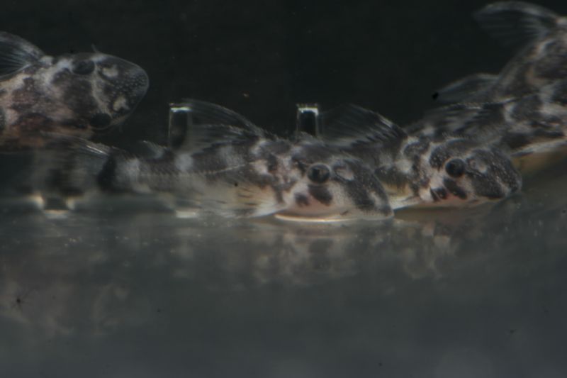 Hypancistrus Sp L173 Spawn Wrigglers