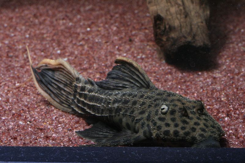 Pseudacanthicus Sp. L25 Scarlet Cactus Pleco