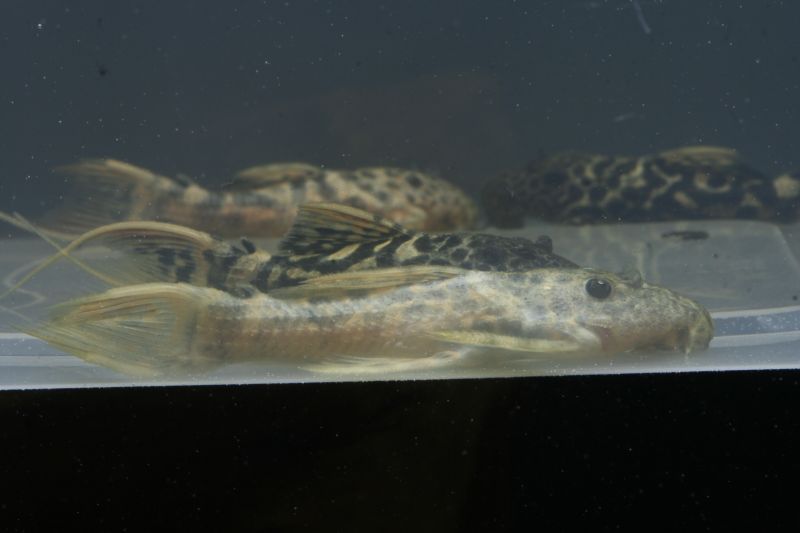 Pseudacanthicus Sp. L273 Yellow Variant