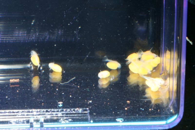 L333 Yellow King Tiger Pleco