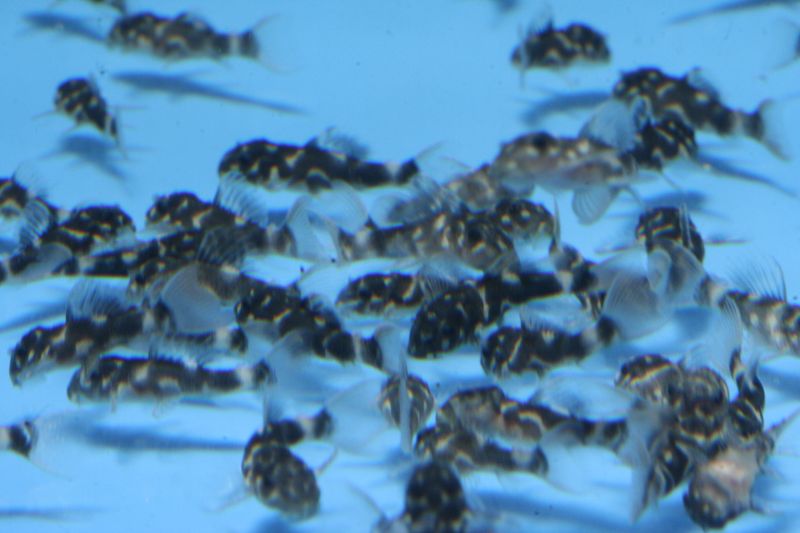 Pseudacanthicus Sp. Leopardus Fry