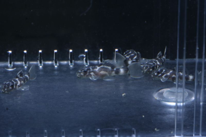 Pseudacanthicus Sp. Leopardus Fry