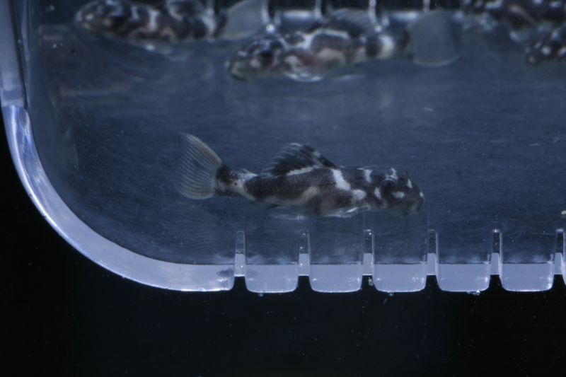 Pseudacanthicus Sp. Leopardus Fry