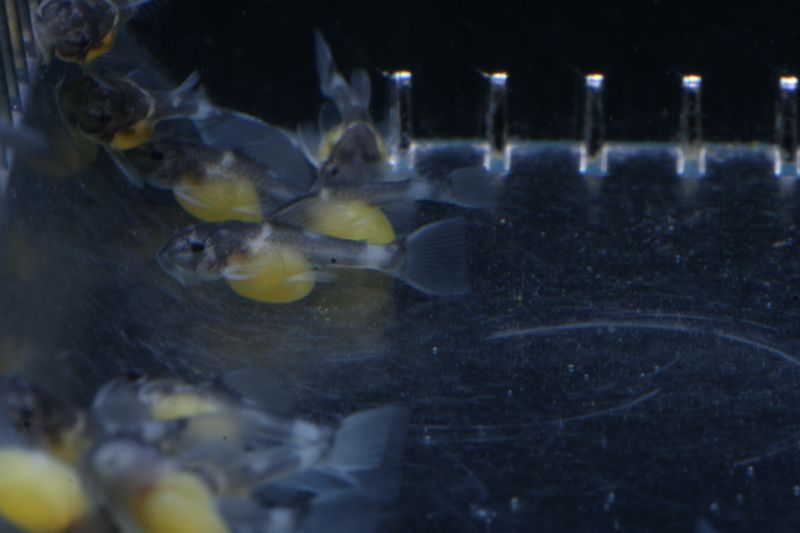 Pseudacanthicus Sp. L97 Wrigglers