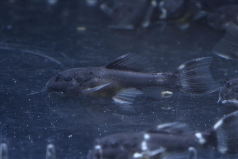 Pseudacanthicus Sp. L97 Wrigglers