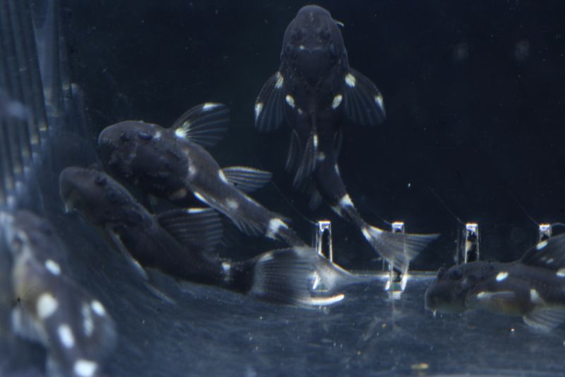 Pseudacanthicus Sp. L97 Fry