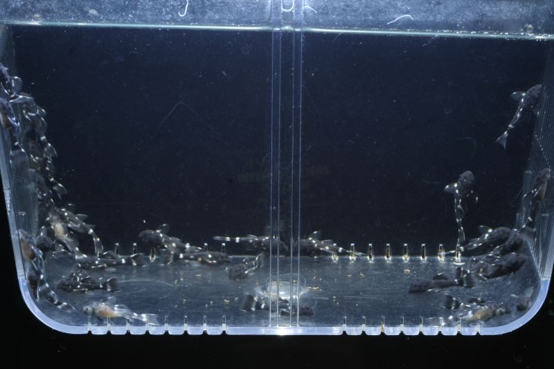 Pseudacanthicus Sp. L97 Fry