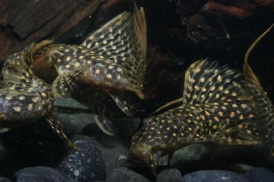 Pseudacanthicus sp. LDA105 aka Typhoon aka Fire Spot Cactus Pleco