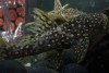 Pseudacanthicus sp. LDA105 aka Typhoon aka Fire Spot Cactus Pleco