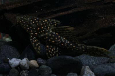 Pseudacanthicus sp. LDA105 aka Typhoon aka Fire Spot Cactus Pleco