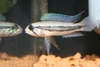 Apistogramma Diplotaenia - German Bred