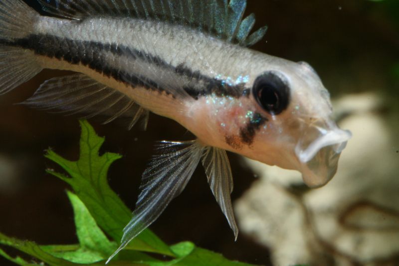 Apistogramma Diplotaenia - German Bred