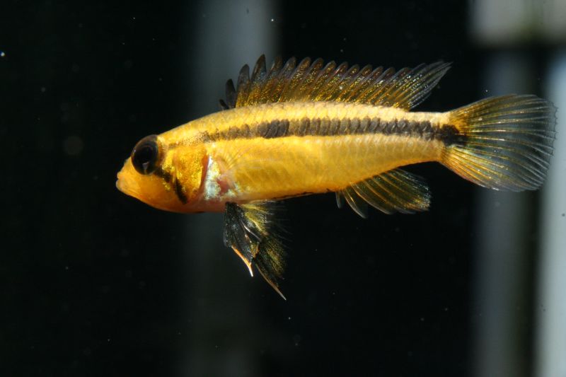 Apistogramma Bitaeniata Paracuuba Super Red Fin