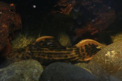 NKS Pleco Museum