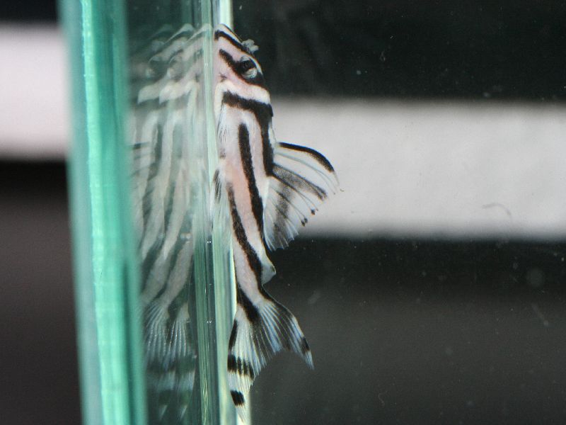 L046 Zebra Pleco