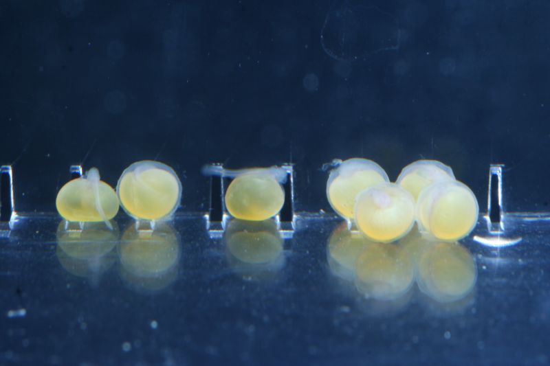 Pseudacanthicus Spinosus Sp. L096/l160 Eggs