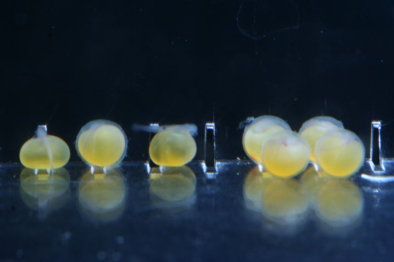 Pseudacanthicus Spinosus Sp. L096/l160 Eggs