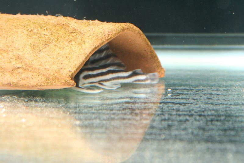 L046 Zebra Pleco