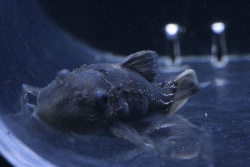 Pseudacanthicus Sp. Fry
