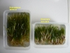 Hairgrass