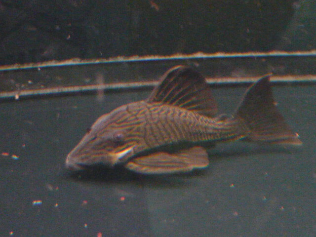 Goldline Pleco