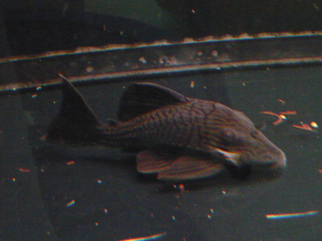 Goldline Pleco