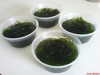 Java moss