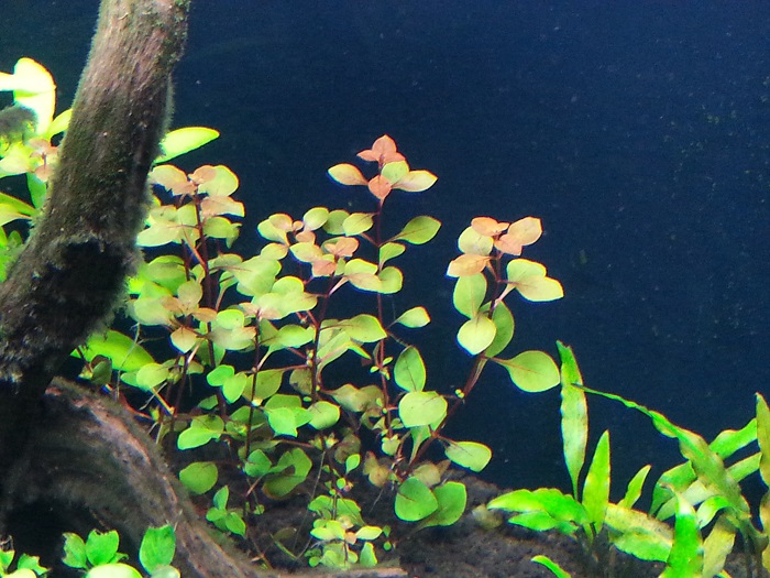 Ludwigia sp.