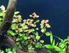 Ludwigia sp.