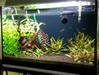 2014 Planted tank updates 3